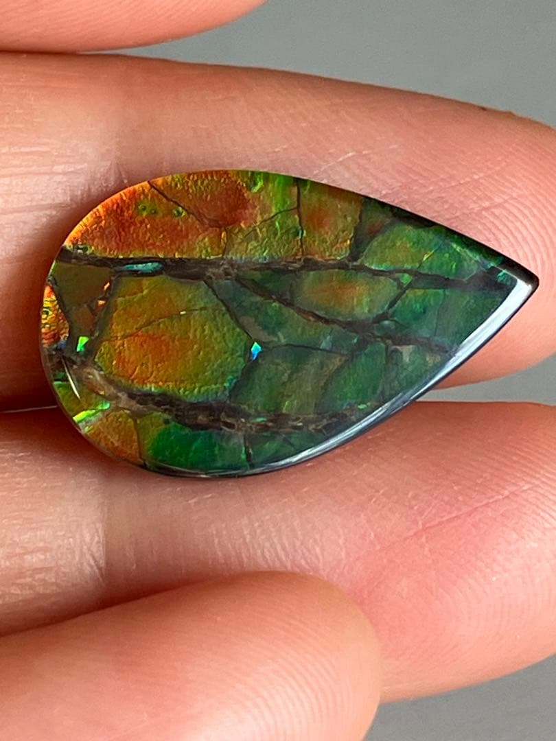 アンモライトルース　化石　原石　幅2.2cm 美品