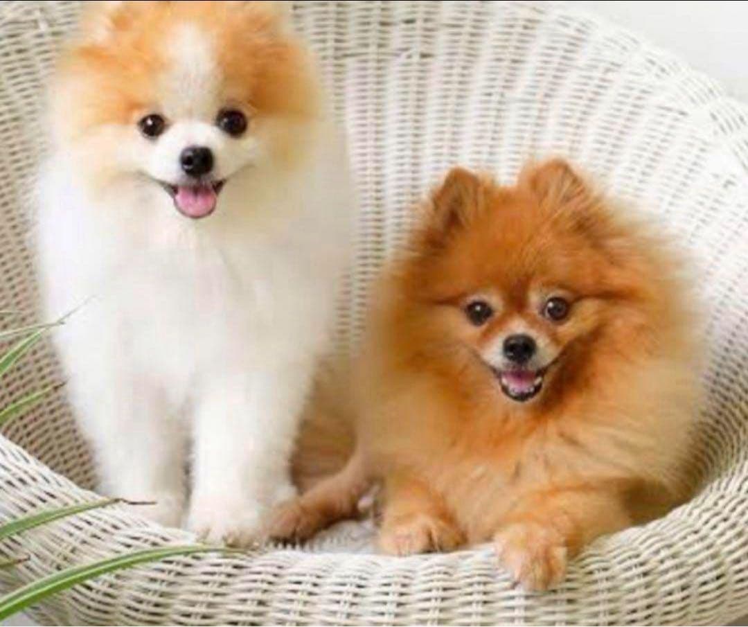 ドッグフード Sea