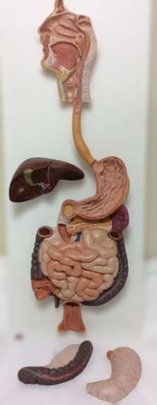 人体模型 消化器系 3分解モデル　3B Smart Anatomy