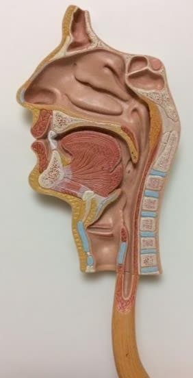 人体模型 消化器系 3分解モデル　3B Smart Anatomy