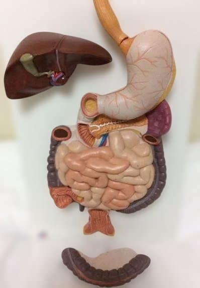 人体模型 消化器系 3分解モデル　3B Smart Anatomy