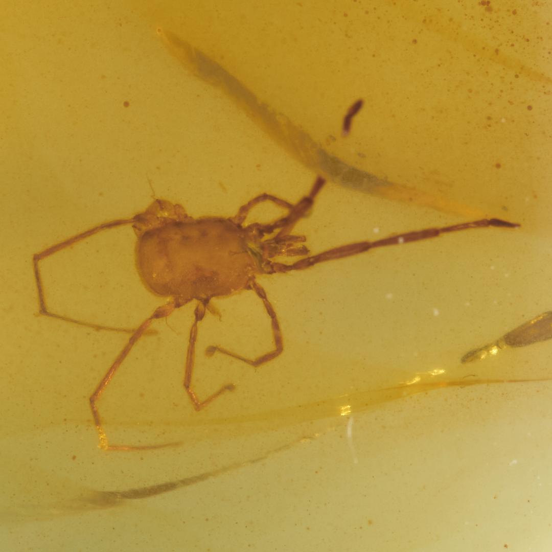 レア極上品 PA0051虫入り琥珀化石　ミャンマーカムティかタナイ9900万年前