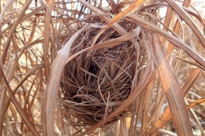 カヤネズミの゙巣　6個セット