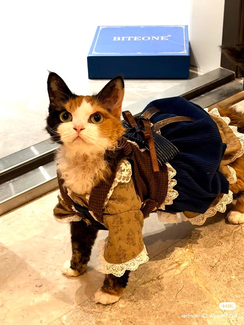 BITEONE 猫服 ドレススタイル 青茶色　綿100%