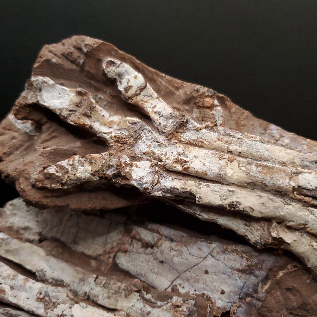 オヴィラプトル類 足 骨 本物 化石 中国産 208.95mm fr155