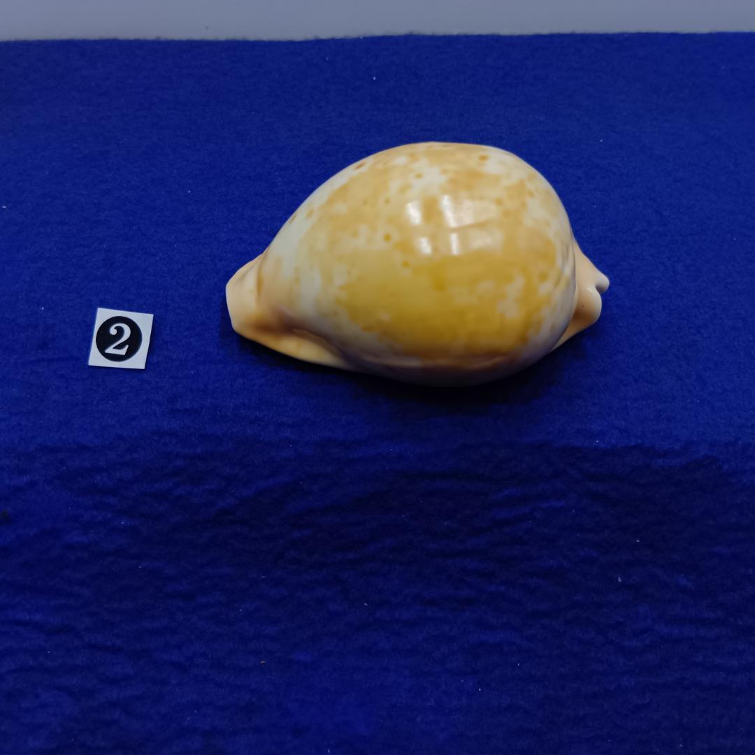 ②-1貝標本ウスアカネダカラ