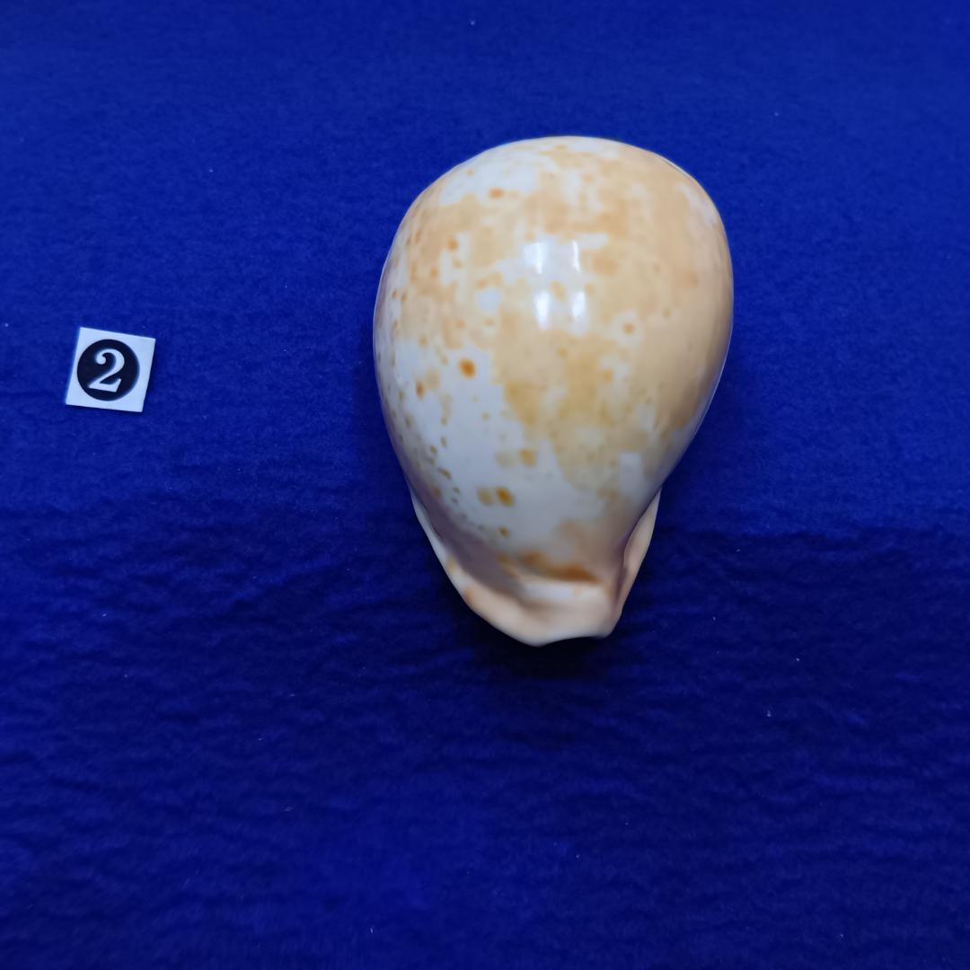 ②-1貝標本ウスアカネダカラ