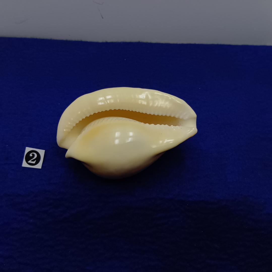 ②-1貝標本ウスアカネダカラ