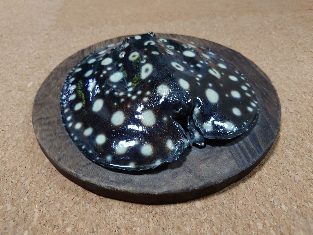 淡水エイ 剥製本物 熱帯魚 ダイヤモンドポルカ 標本