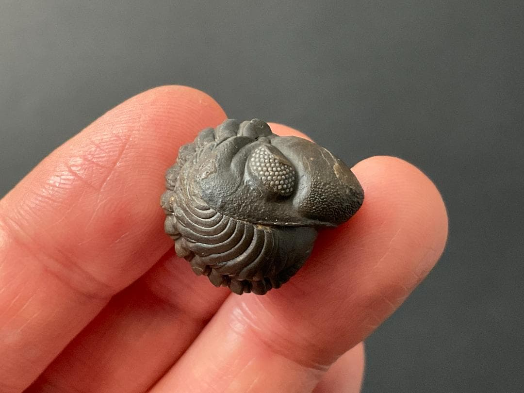 リードプス [PH101] 三葉虫 化石 ファコプス 防御態勢 希少 レア