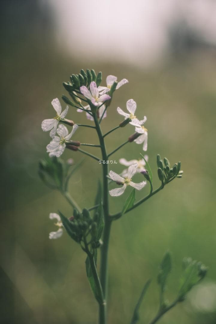 バブルボケの王様！TRIOPLAN 100mm F2.8 exe オールドレンズ