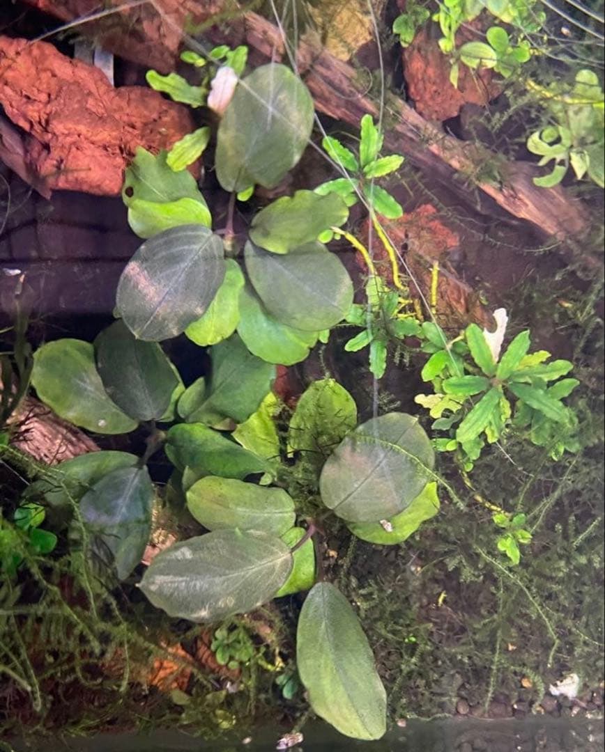 即購入OK‼️ブセファランドラ sp 完全水中葉1株