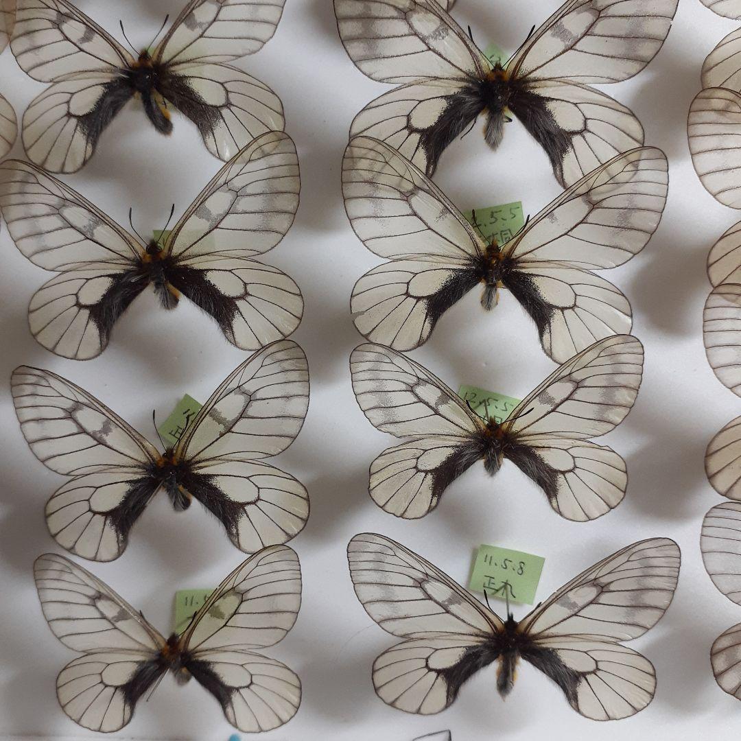 蝶標本　ウスバシロチョウ(ヒメウスバ)、エゾシロチョウ、大型ドイツ標本箱二箱入り