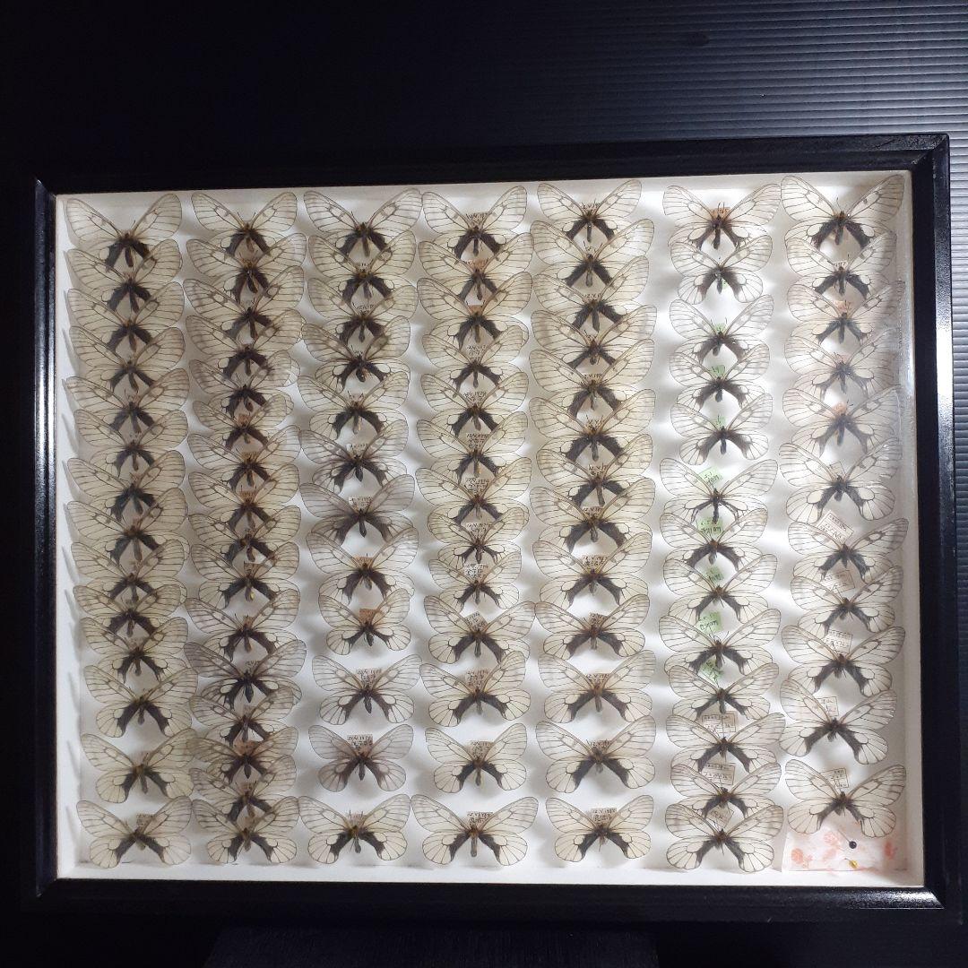 蝶標本　ウスバシロチョウ(ヒメウスバ)、エゾシロチョウ、大型ドイツ標本箱二箱入り