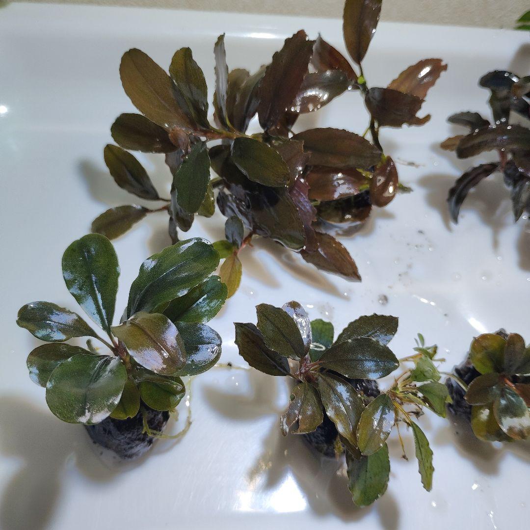 ブセファランドラ・Bucephalandra希少種群生美株セット１セット限定出品