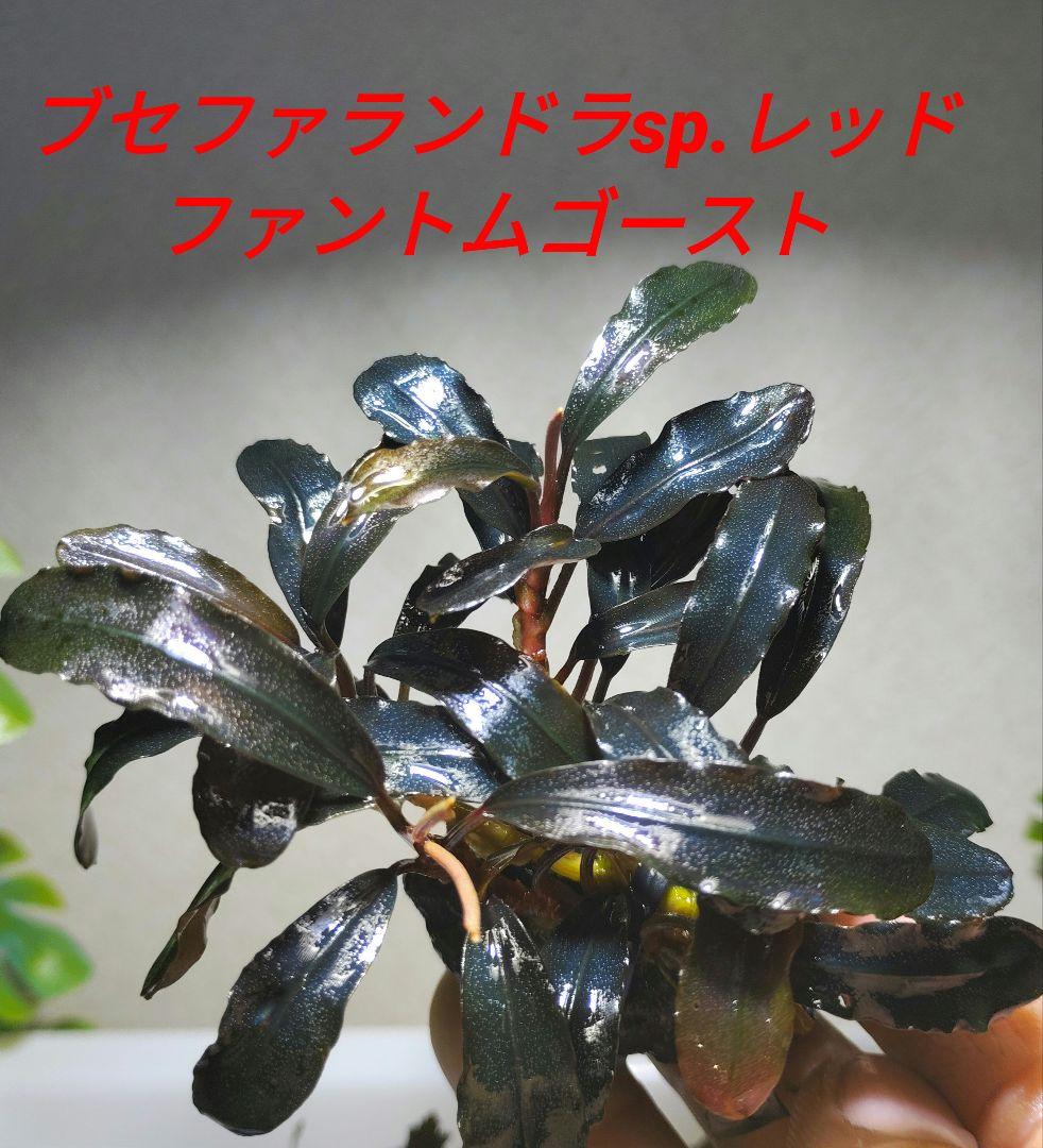 ブセファランドラ・Bucephalandra希少種群生美株セット１セット限定出品
