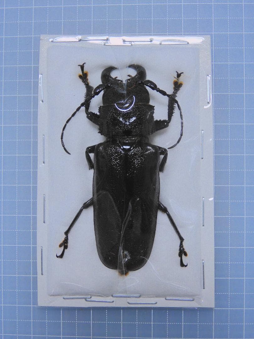 標本 Gnathonyx piceipennis Arfak 66mm