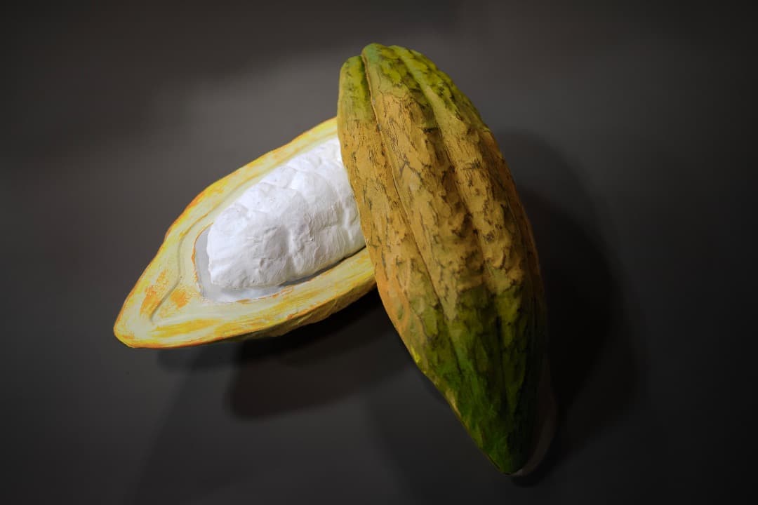 リアルなカカオの実のディスプレイ