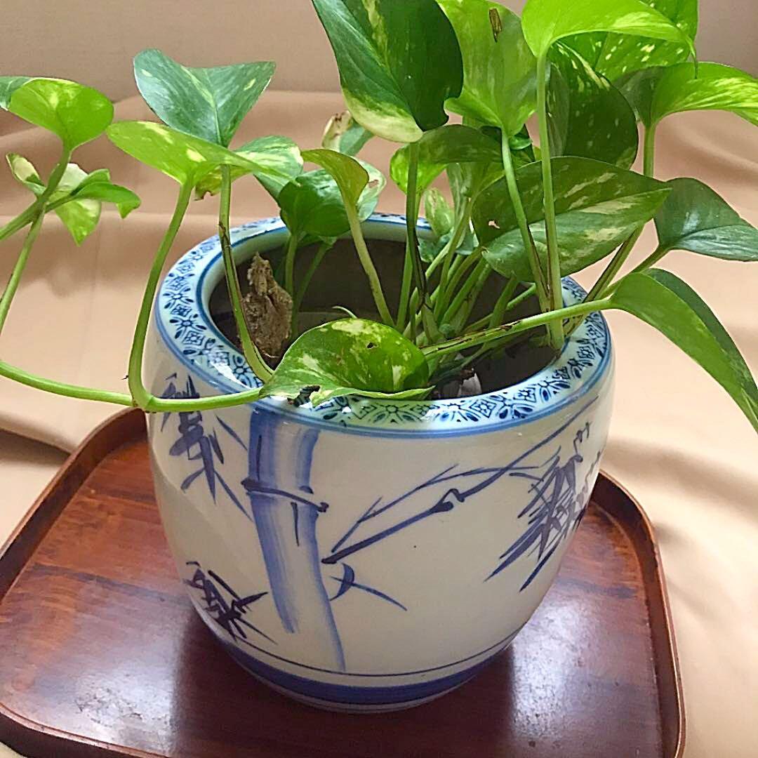 お値引き アンティーク 火鉢 竹 良縁 めだか鉢