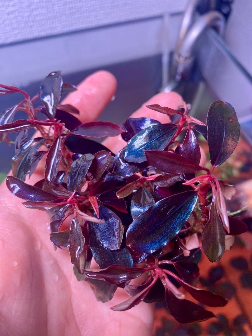 ブセファランドラｓｐ. ブラックエンゼル 大群生