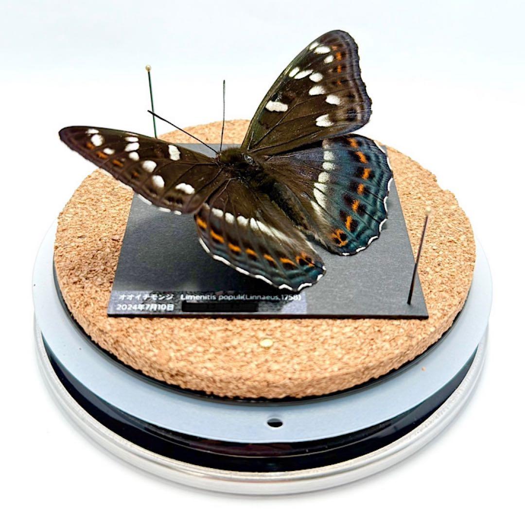 【立体標本】国産蝶　オオイチモンジ　ライブ標本