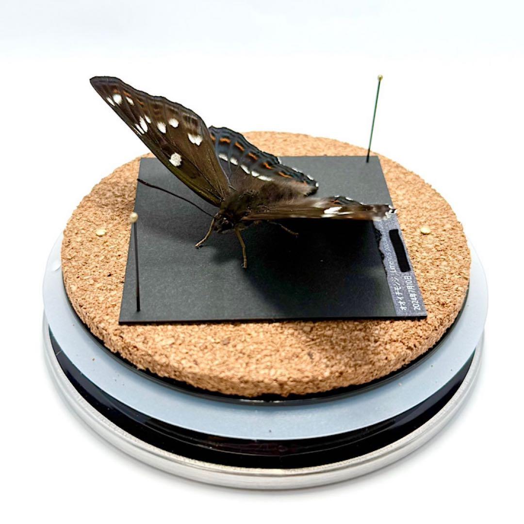 【立体標本】国産蝶　オオイチモンジ　ライブ標本