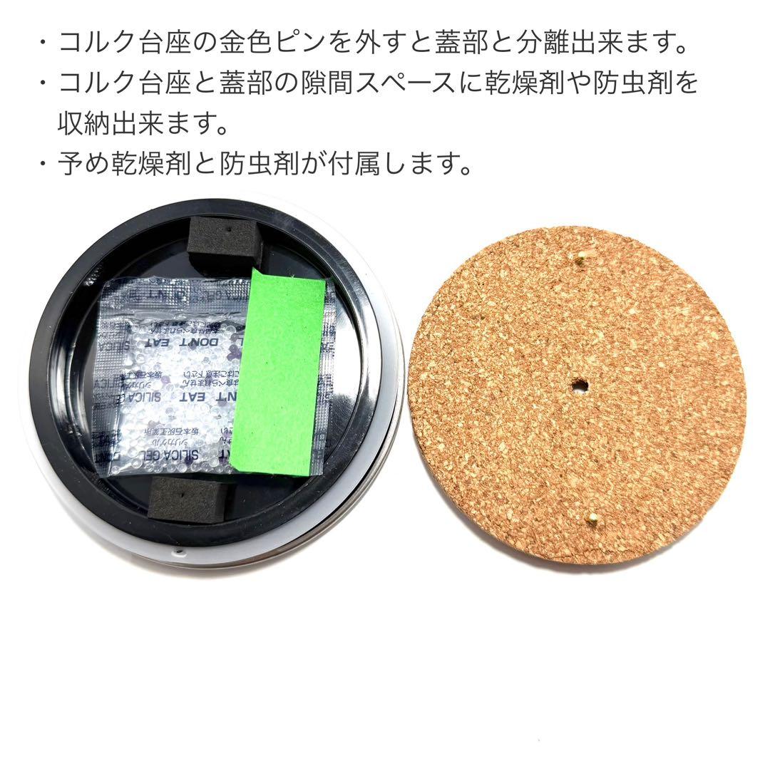 【立体標本】国産蝶　オオイチモンジ　ライブ標本