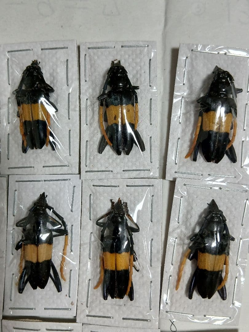 海外産標本｜マレーシア産 カミキリムシ 昆虫標本