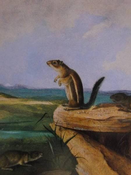 John Woodhouse Audubon、「WOOD RAT」