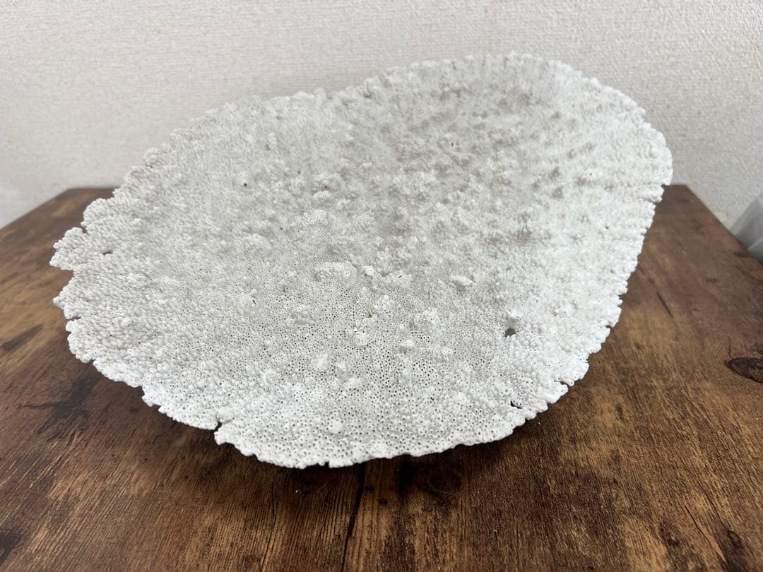 激レア！希少 本物 テーブルサンゴ 珊瑚