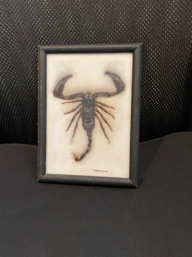 サソリ 標本 木製フレーム