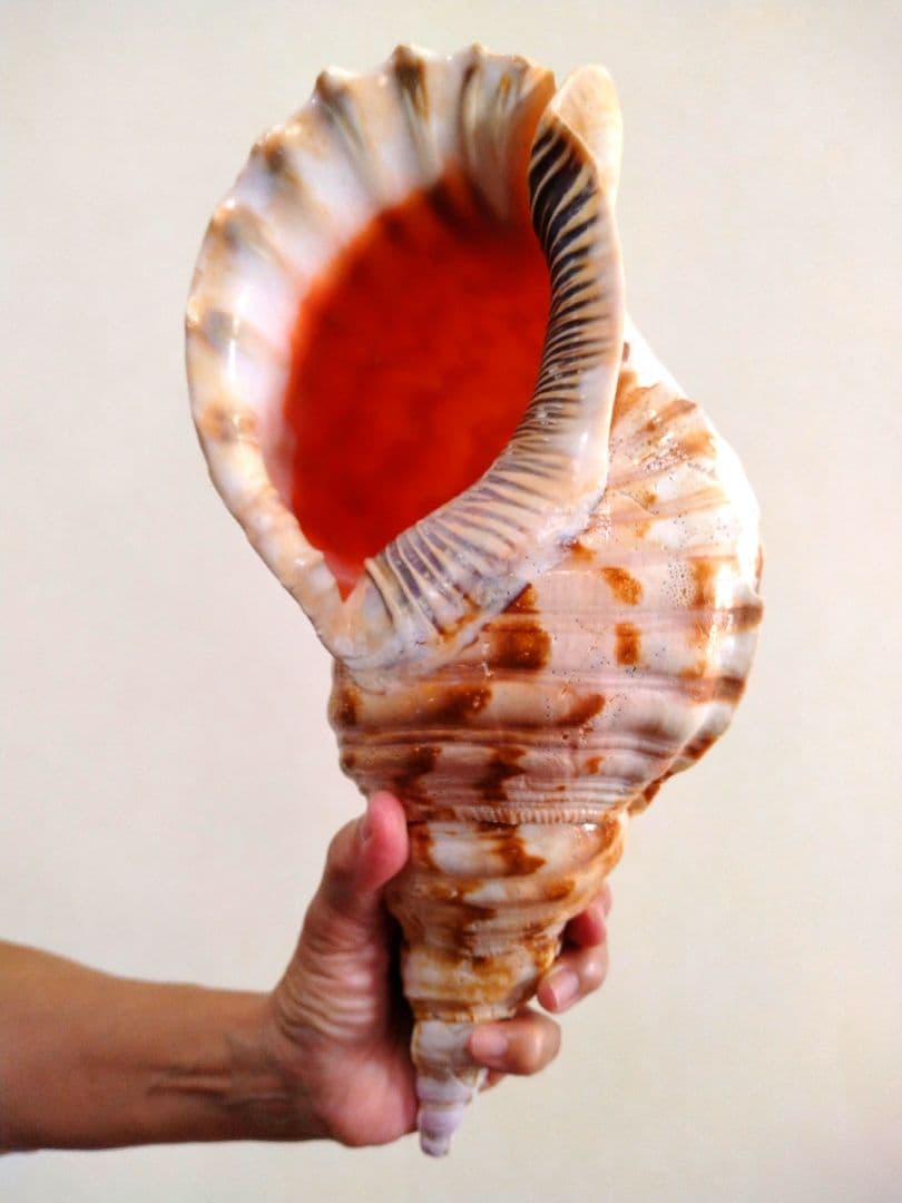 法螺貝 ほら貝 ホラ貝 約1.2キロ 特大 沖縄