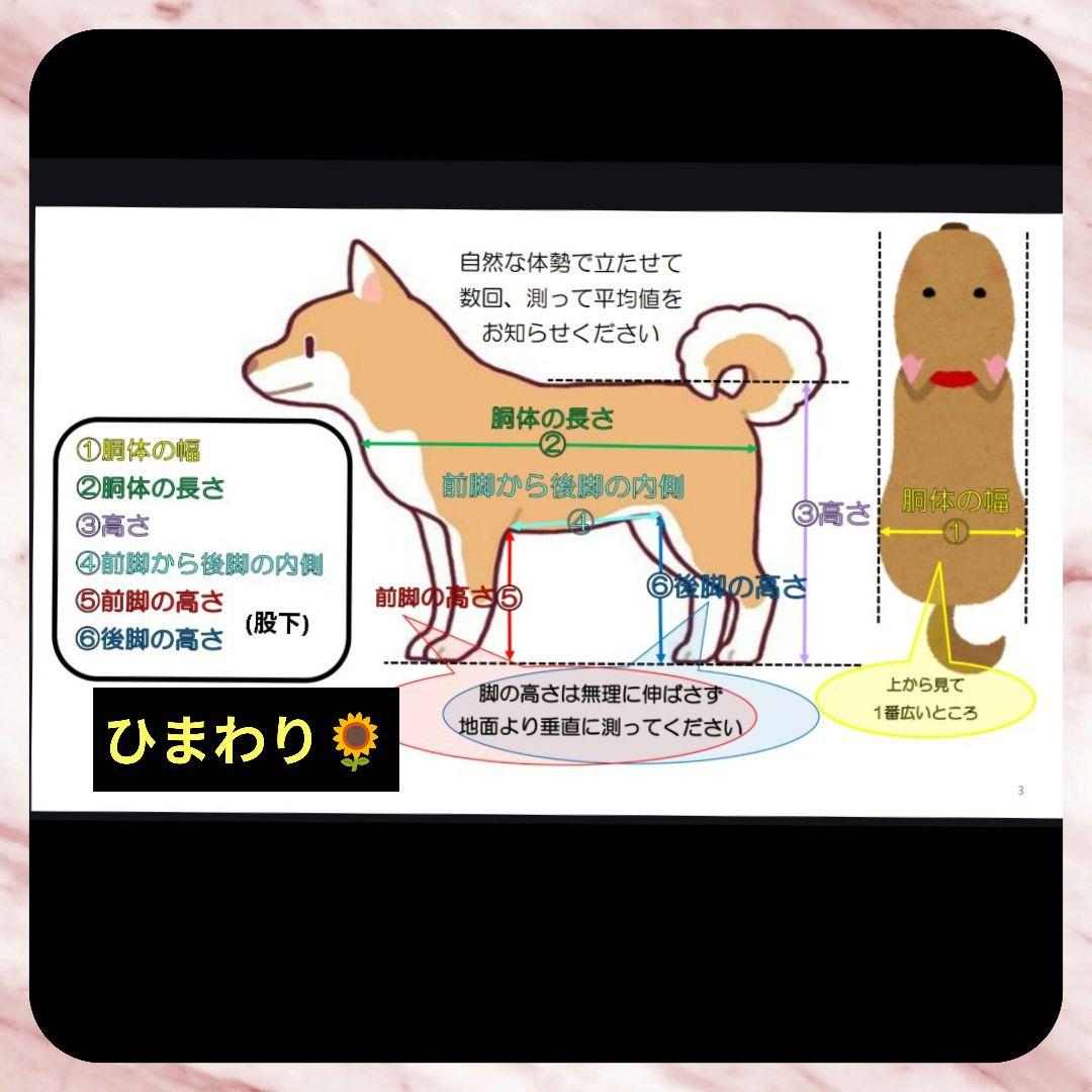 ピンクのバンダナ　M.ダックス4輪　犬用車椅子　介護用