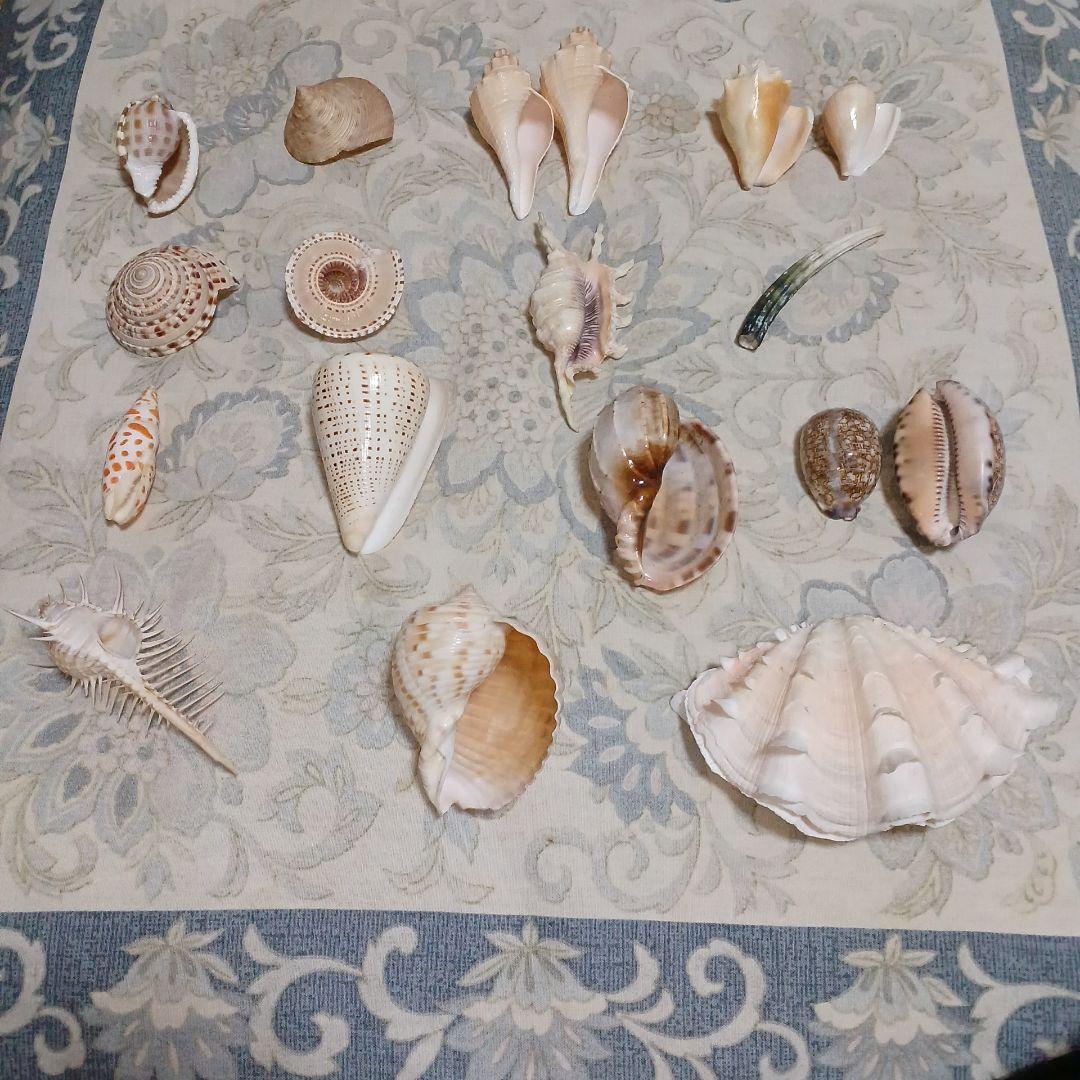 個性的な各種巻き貝厳選18個