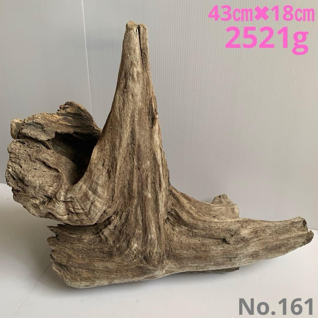 アク抜き済み流木　No.161 超レア型