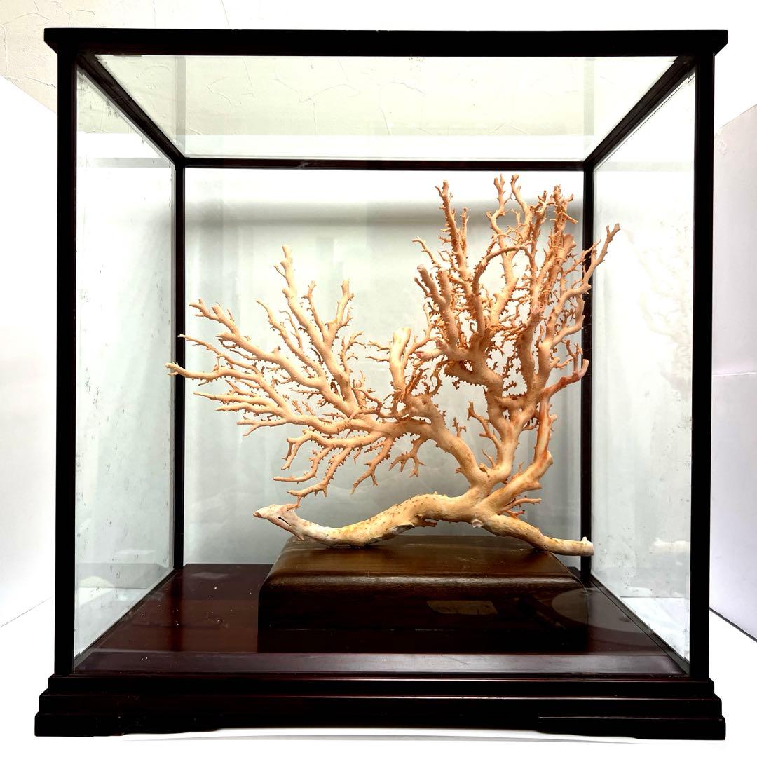 本桃色珊瑚　超特大原木　ガラスケース付　東Y8-0105☆2Fタサオ