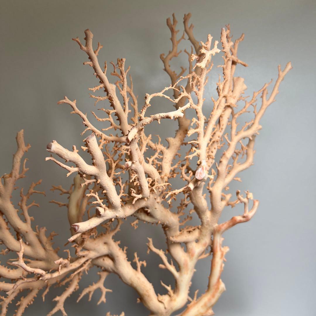 本桃色珊瑚　超特大原木　ガラスケース付　東Y8-0105☆2Fタサオ