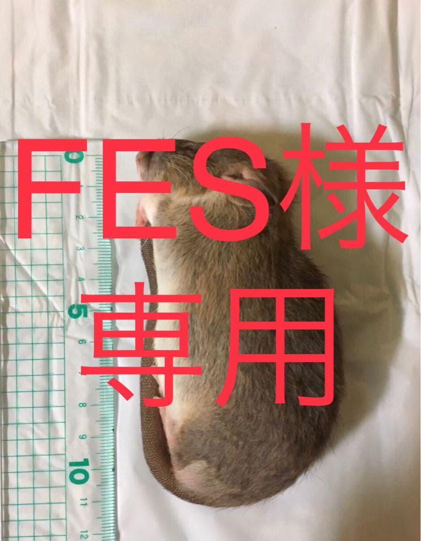 爬虫類・両生類のエサ F20 SS20 S50