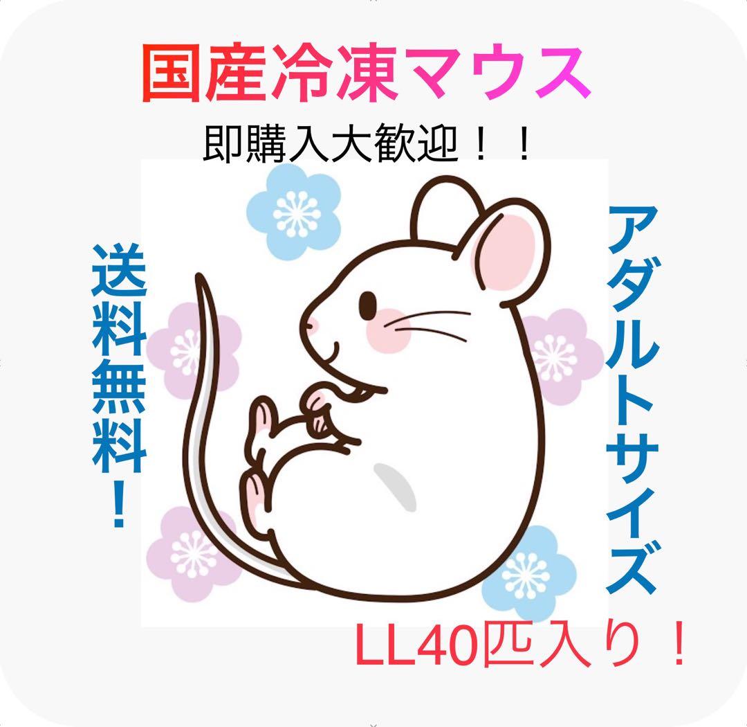 【即購入OK！】国産冷凍マウスアダルトLL40匹入@地域限定