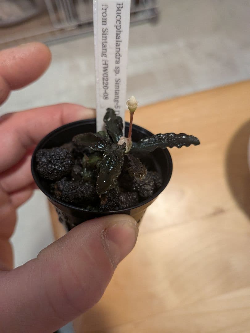 ブセファランドラ　 Diablo　水上葉