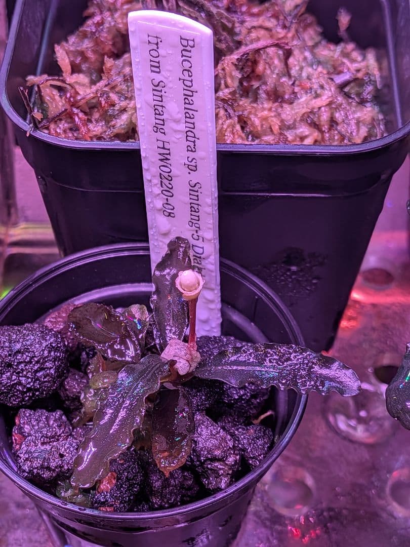 ブセファランドラ　 Diablo　水上葉