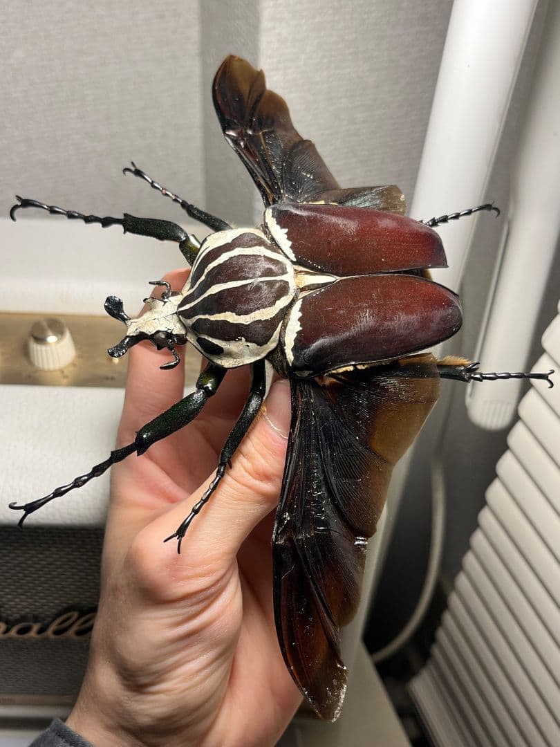 【開翅95mm】ゴライアスオオツノハナムグリWC Goliath 標本