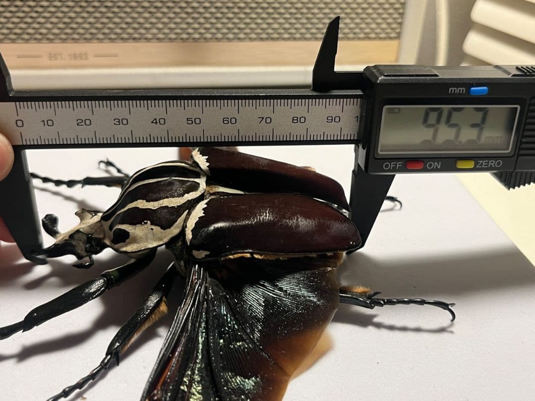 【開翅95mm】ゴライアスオオツノハナムグリWC Goliath 標本