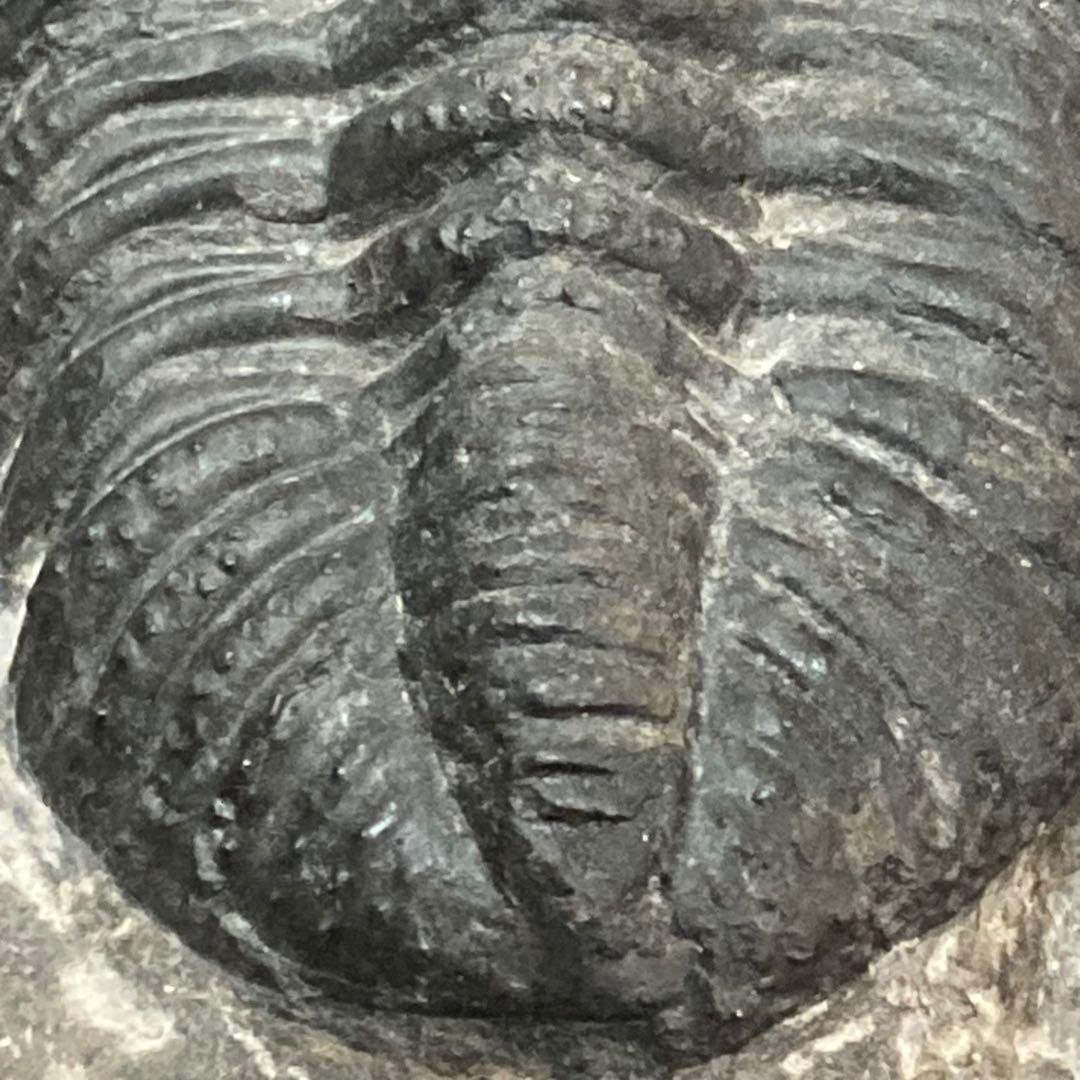 三葉虫化石 特大サイズ　全長約13cm