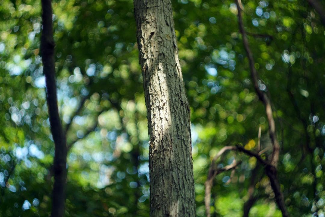 68 【希少】　後期ゼブラ　未使用　ぐるぐるボケレンズ　ヘリオス44-2　M42