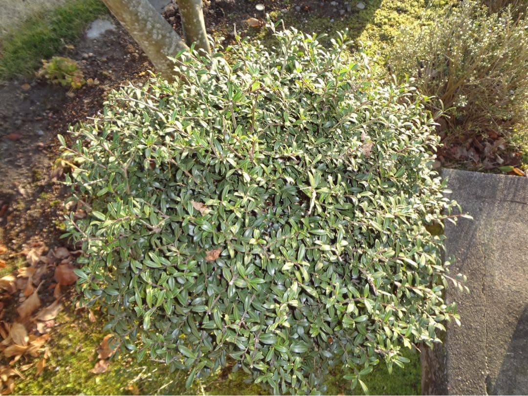 ☆動作OK SONY DSC-WX7 バッテリー&充電器&SDカード付き ピンク