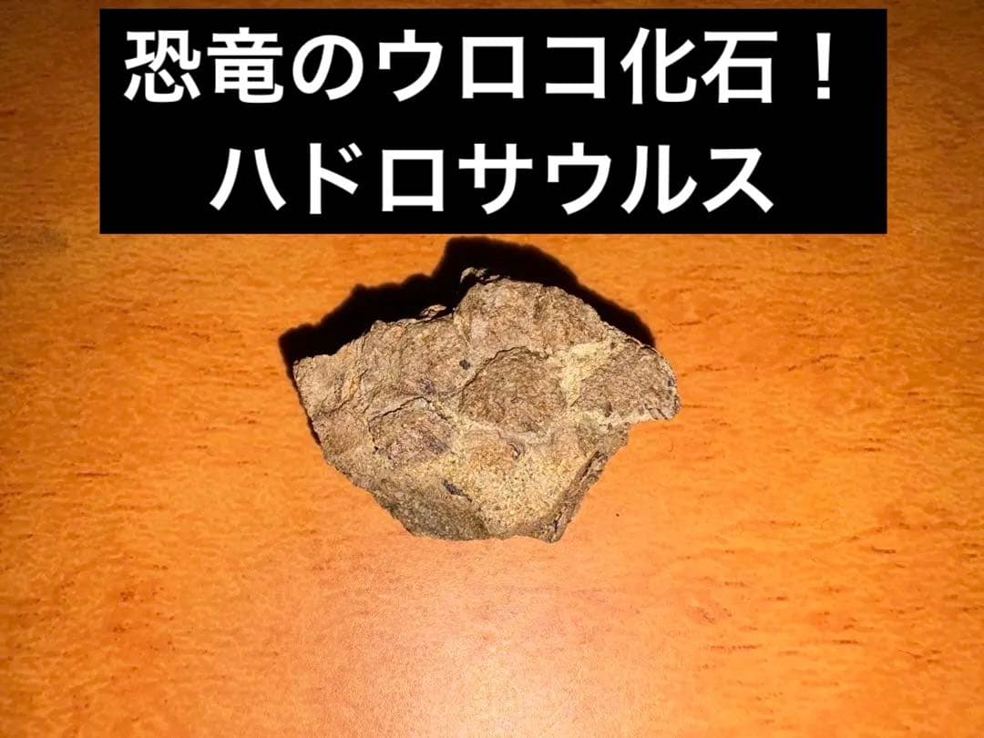 ハドロサウルスの皮膚印象化石 (ウロコの化石)