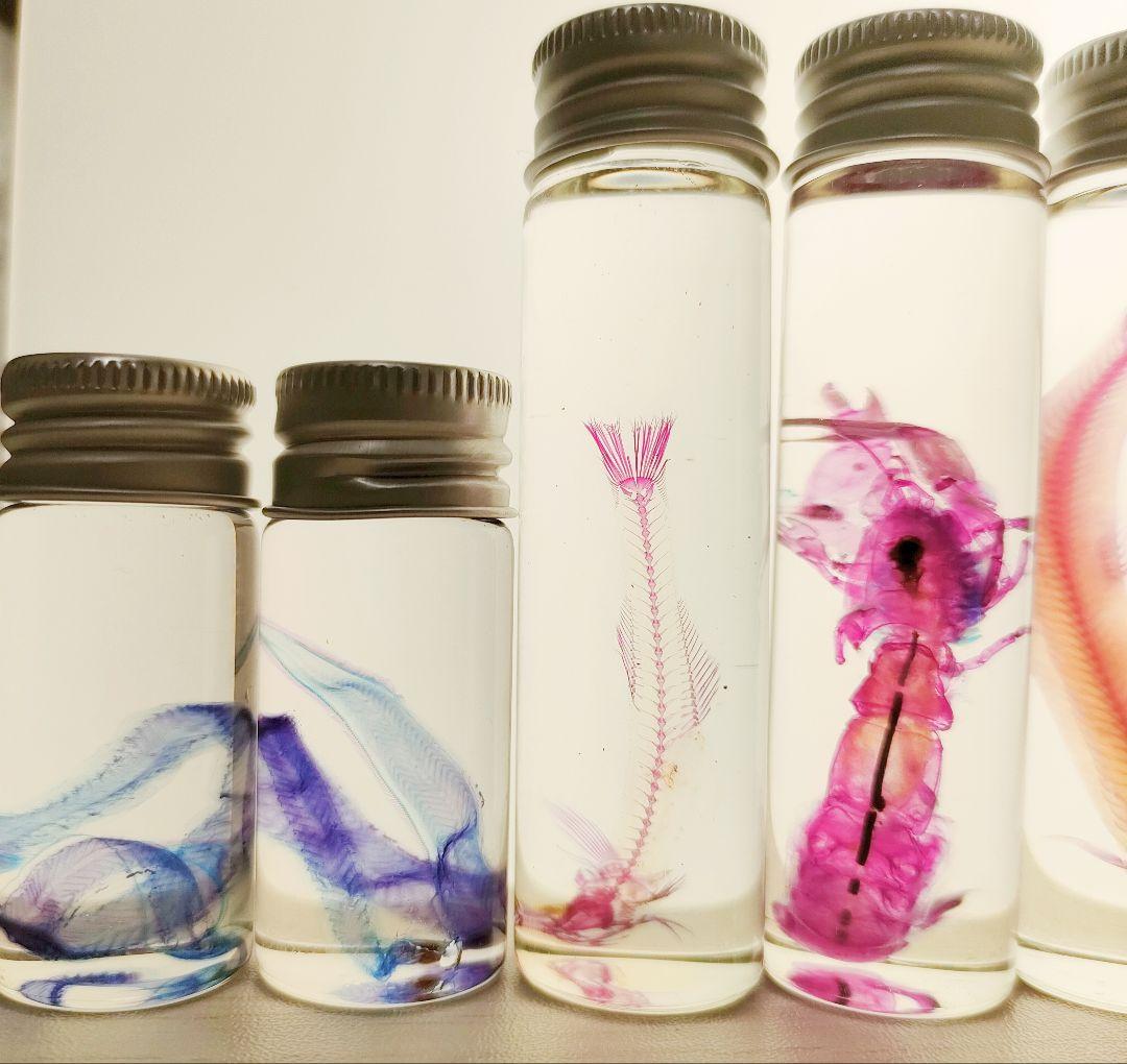 大特価☆数量限定☆透明骨格標本 11本セット レア 深海生物含む