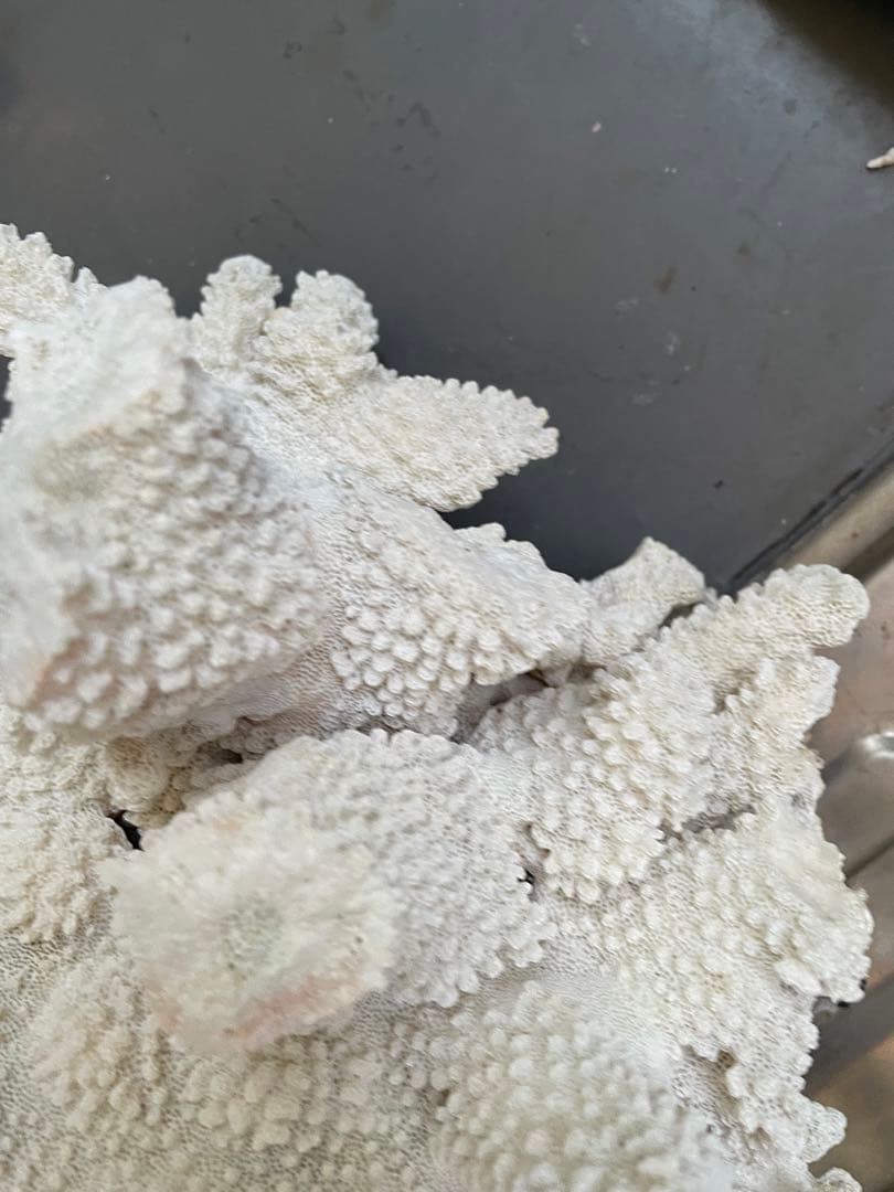ホワイトサンゴ 自然形状 アクアリウム用