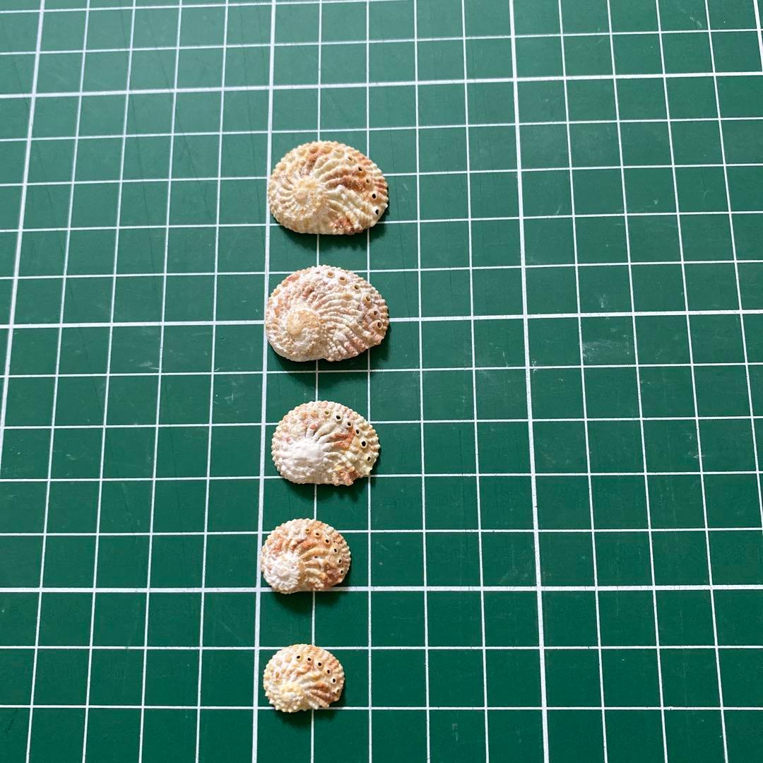 アザミアワビ　貝殻　希少　5個　タヒチ産